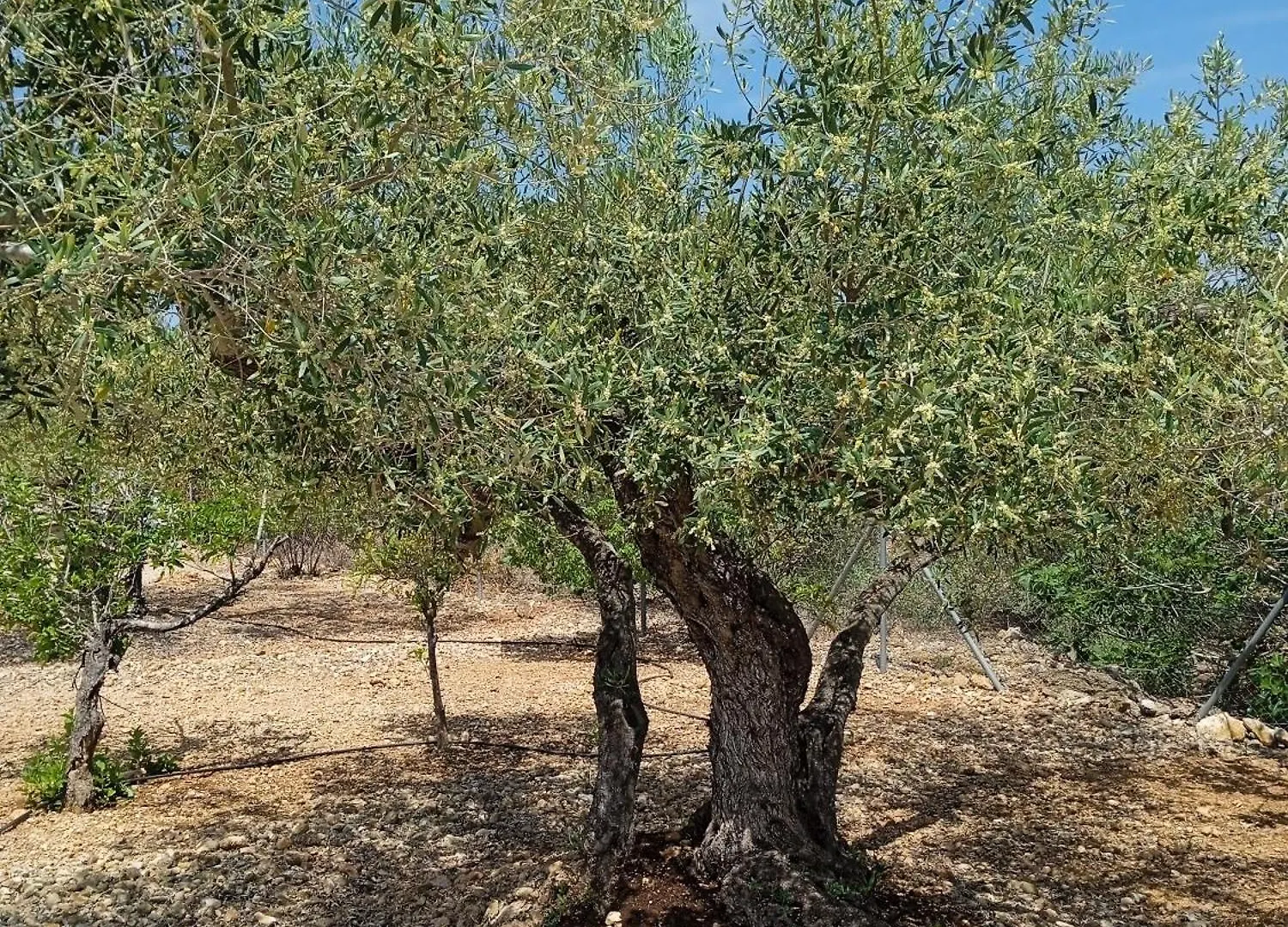 Gæstehus Finca El Gaudi, Casita Hendrika L'Ampolla Spanien